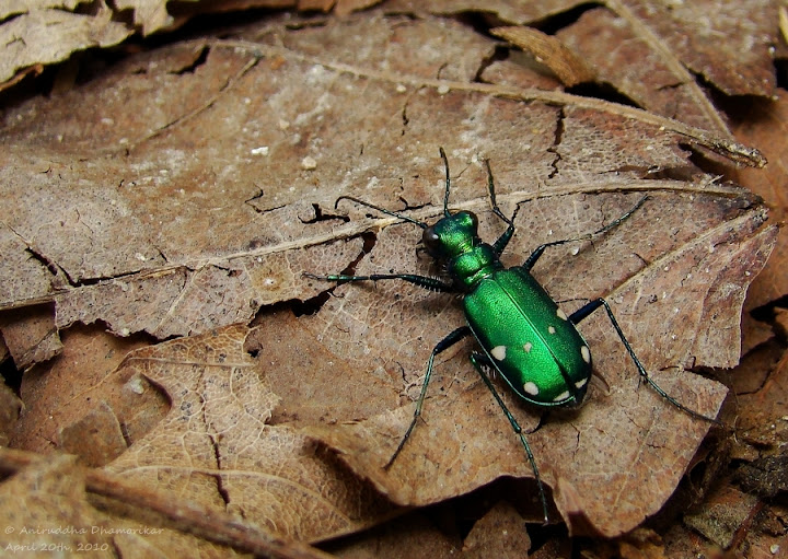 Pul uchun gozal ayolni erkakning oldida sikishgan.